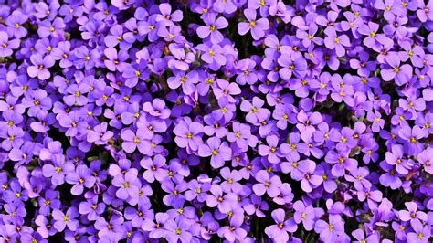 Download Aubrieta Purple Flower Plant Nature Flower 4k Ultra HD Wallpaper