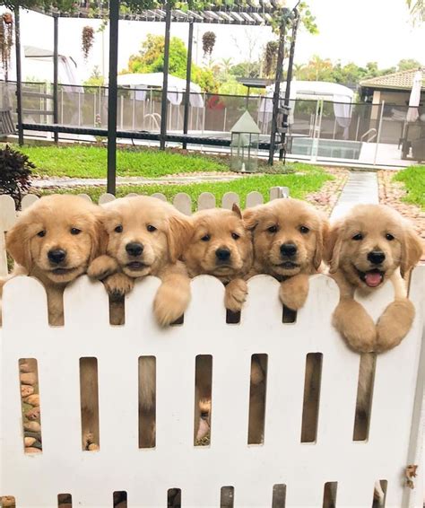 Here's Your Weekly Dose Of Cute! (#5) | Dogs golden retriever, Golden ...