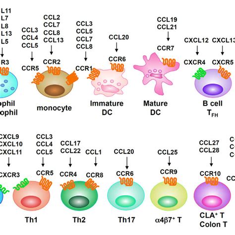 Major chemokine receptors expressed on leukocyte subsets. | Download ...