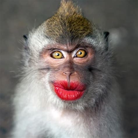 Funny monkey with a red lips - Stock Image - Everypixel