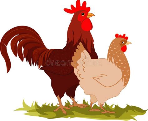 Hen and rooster. Cartoon vectorial illustration of a hen and a rooster ...