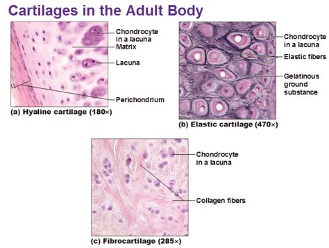 Cartilage and Bones - Antranik.org