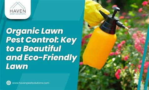 Organic Lawn Pest Control: Keeping Your Lawn Green and Safe