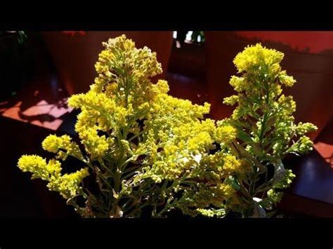 Growing California Goldenrod from Seeds for 204 Days - YouTube ...