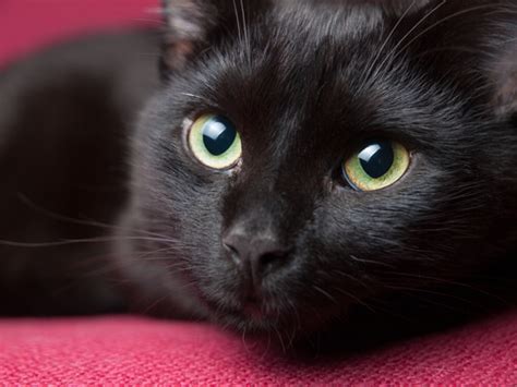 El gato negro una superstición - Saludiaria