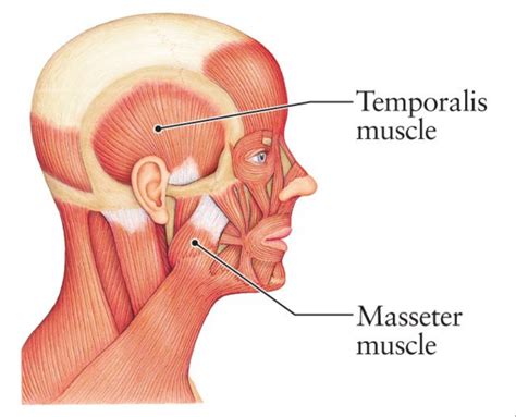 Bad Bite Symptoms - Dr. Miski