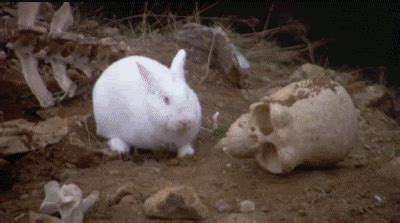 Killer Rabbit Of Caerbannog GIFs - Get the best GIF on GIPHY