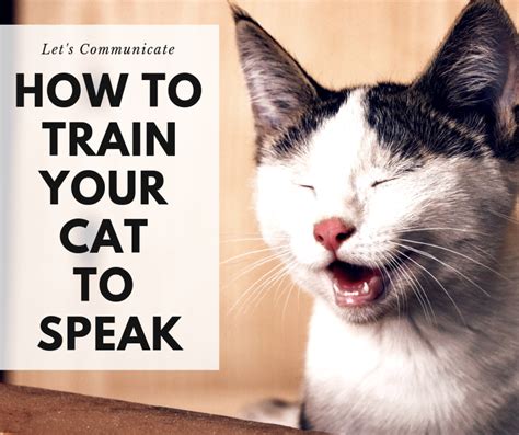 Cat Training: How to Teach Your Cat to Talk - PetHelpful