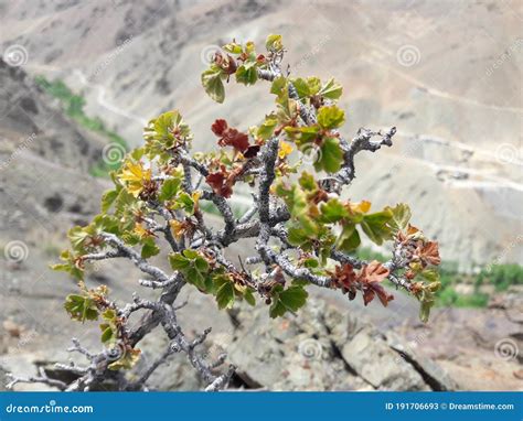 Cold Desert of Ladakh stock image. Image of flower, desert - 191706693