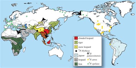 Panthera blytheae: Oldest Big Cat Fossil Found in Tibet | Paleontology | Sci-News.com