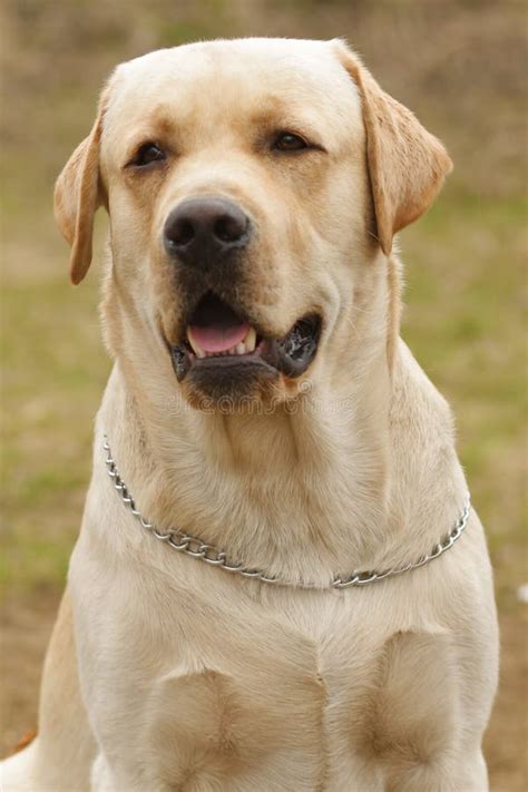 Beautiful Purebred Fawn Dog Labrador Retriever Stock Image - Image of breed, animal: 72134997