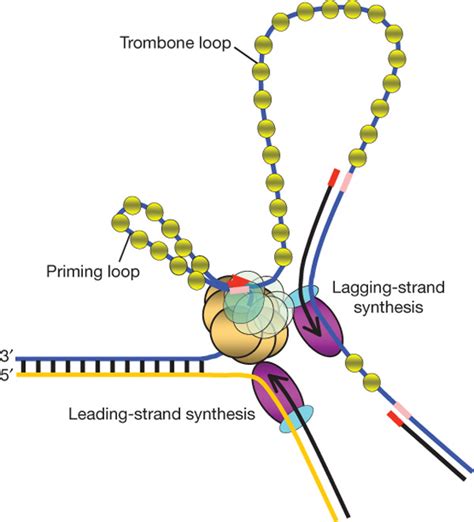 Dna Replication Template