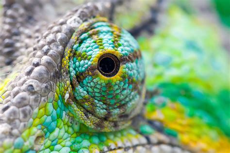 Eye of animal focus photography, chameleon HD wallpaper | Wallpaper Flare