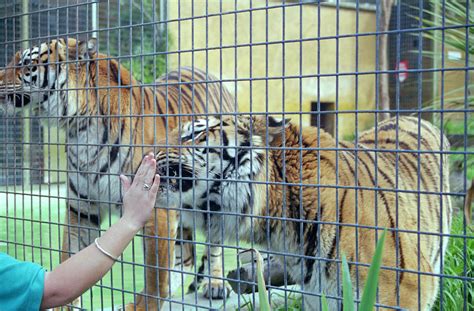 Tiger Feeding - 1999 - ZooChat