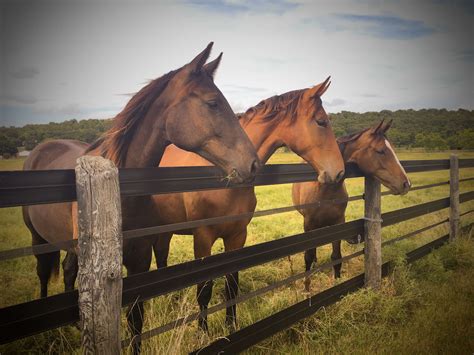 Horse Ranch Wallpapers - Top Free Horse Ranch Backgrounds - WallpaperAccess