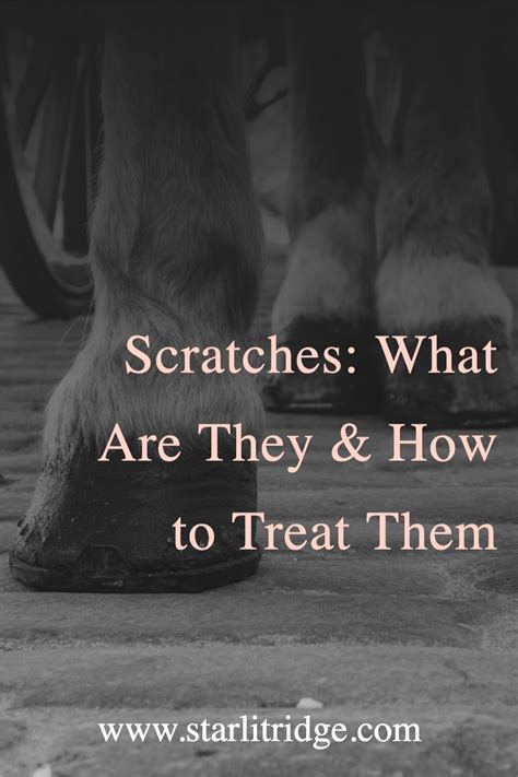 What causes scratches in horses plus the best treatment methods – Artofit