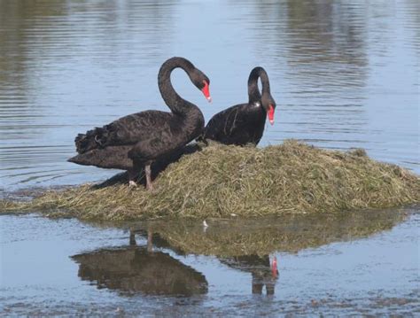 Swans build a nest - Central Queensland Today