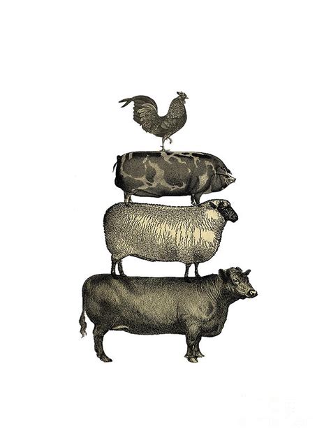 Vintage Farm Animals Tee Drawing by Edward Fielding