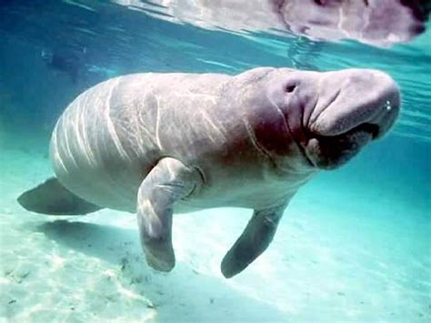 Thomas' Marine Biology Blog: Manatee