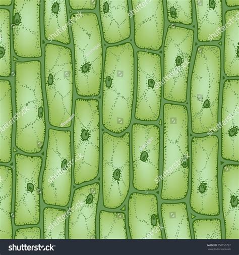 Células vegetales verdes bajo el microscopio: vector de stock (libre de ...