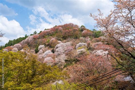 Cherry blossoms in full bloom at Mount Yoshino, Yoshino-Kumano National ...