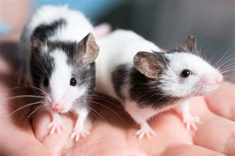 Are Pet Rat Bites Dangerous? • Tips & Tricks for Pets