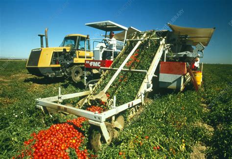 Mechanised harvesting of tomatoes - Stock Image - E770/0747 - Science ...