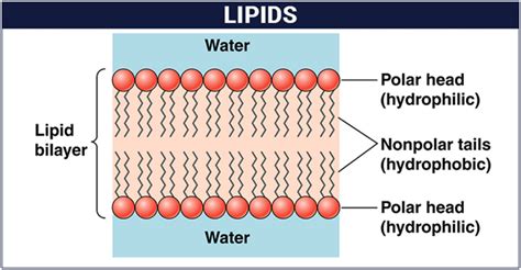 Lipids - Structure, Properties, Types And Classification of Lipids ...