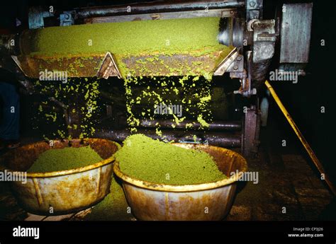 Assam Tea Factory Stock Photos & Assam Tea Factory Stock Images - Alamy