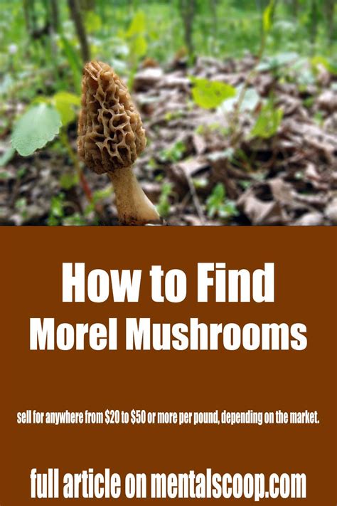 How to Find Morel Mushrooms - Mental Scoop