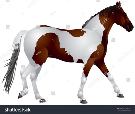 Pinto Horse Walk Gait Realistic Vector Illustration - 233746126 : Shutterstock