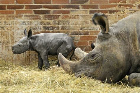 A Critically Endangered Baby Black Rhino Has Been Born - ZooBorns