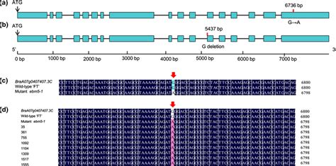 Gene structure and sequence alignment. a Gene structure of... | Download Scientific Diagram