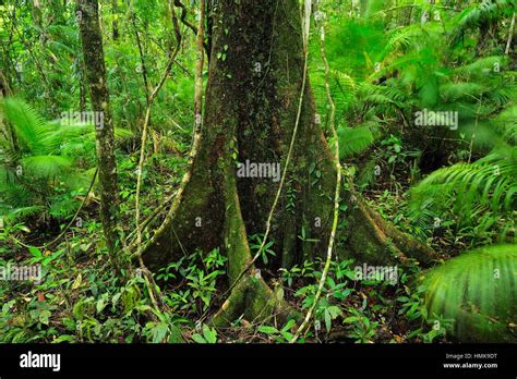 Old Rainforest Tree, Red Tulip Oak, Daintree Rainforest, Cow Bay ...