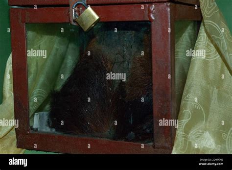 The famous Yeti skull of Khumjung Gomba monastery Stock Photo - Alamy