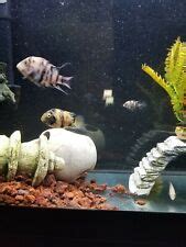 Convict Fish Breeding Made Easy for the new hobbyist - Just Cichlids