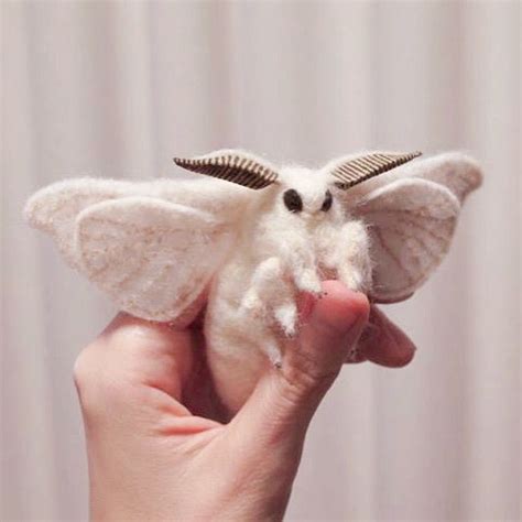 Pin by è¤ç¨ å» on Moths | Poodle moth, Cute moth, Venezuelan poodle moth