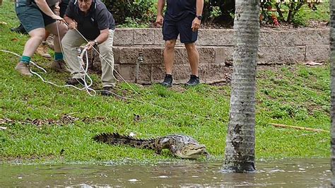 Crocodiles roam the streets of Australia after Cyclone Jasper floods whole neighbourhoods and ...