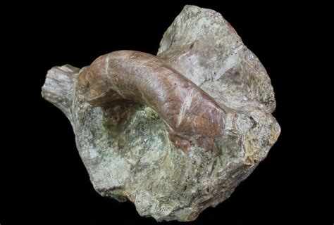 1.7" Edaphosaurus (Permian Synapsid) Vertebrae - Texas For Sale (#67828) - FossilEra.com