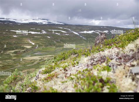 Gyrfalcon (Falco rusticolus) young sitting in grass in his habitat ...