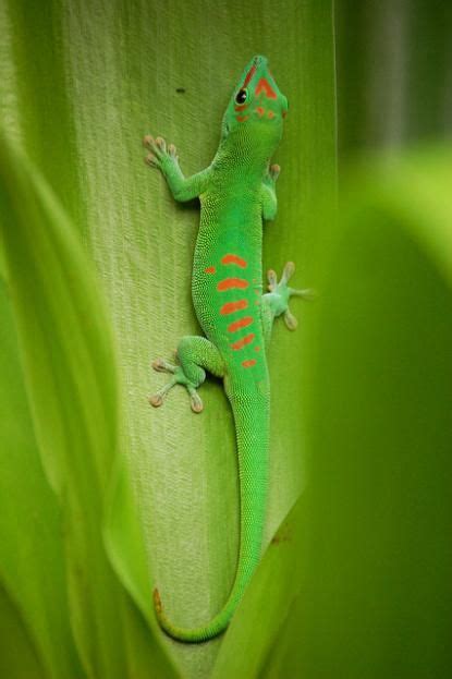 Madagascar giant day gecko (Phelsuma grandis) this species is the true ...