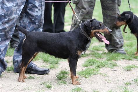 Small Black And Tan Dog Breeds | The Smart Dog Guide