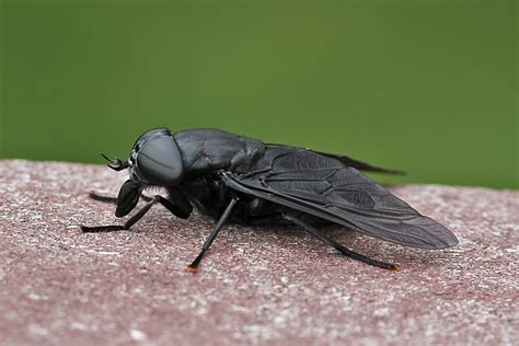 Gigantic black horse fly | Back Yard Biology