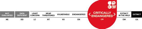 The IUCN Red List and the Conservation Status of Lemurs – Lemur Conservation Network