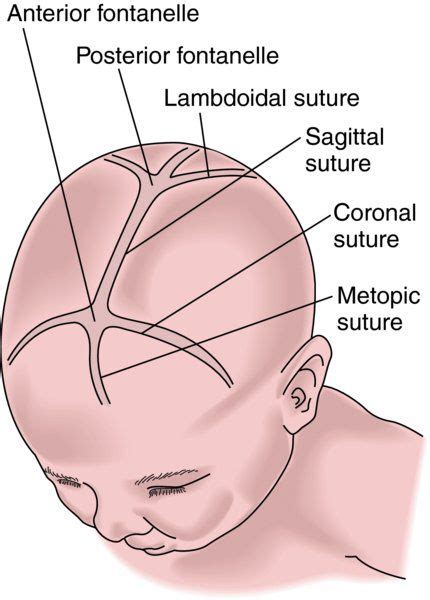 Image result for infant suture lines | Cuerpo humano, Cuerpo