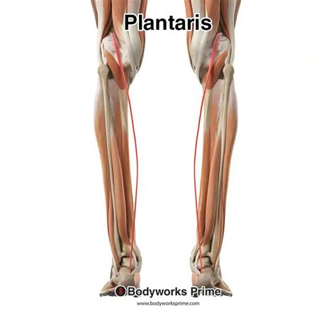 Plantaris Muscle Anatomy - Bodyworks Prime