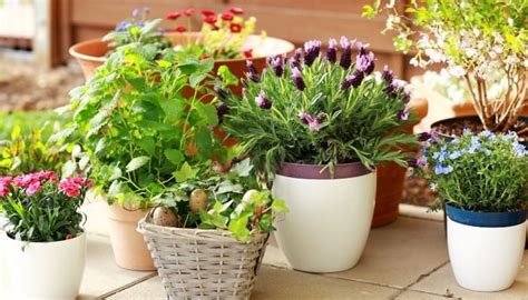 25 Perennials for Containers [With Pics & Planting Tips]