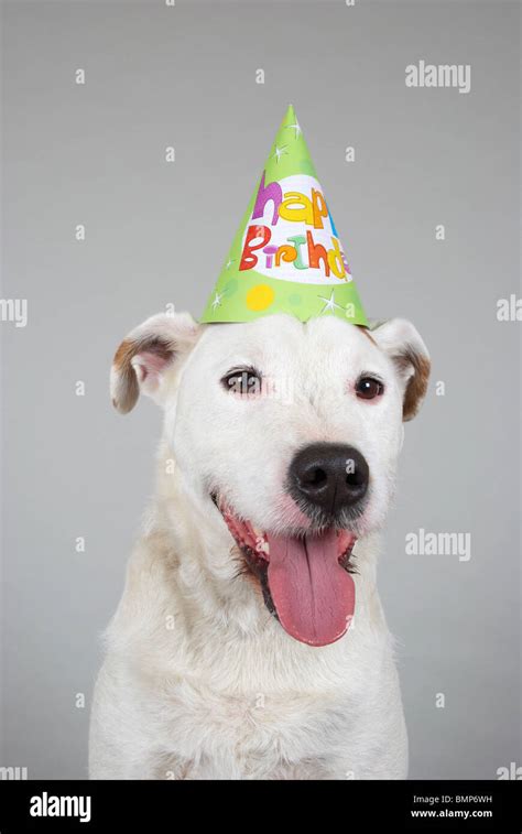 Dog wearing a birthday party hat Stock Photo - Alamy