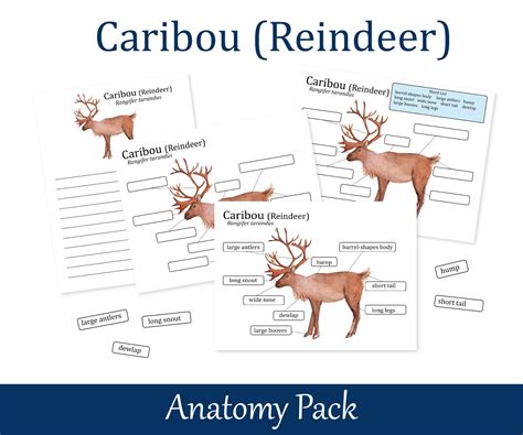 Caribou Reindeer Anatomy Worksheets, Homeschool Printables, Nature Study, 026 - Etsy UK