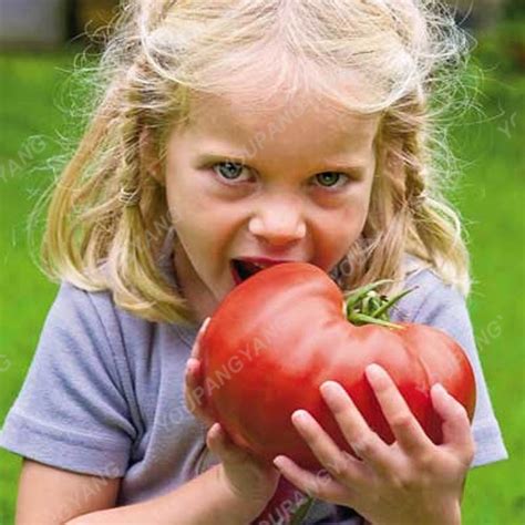 Super Red Giant Tomato Zac Heirloom Seeds - BestSeedsOnline.com - Free ...